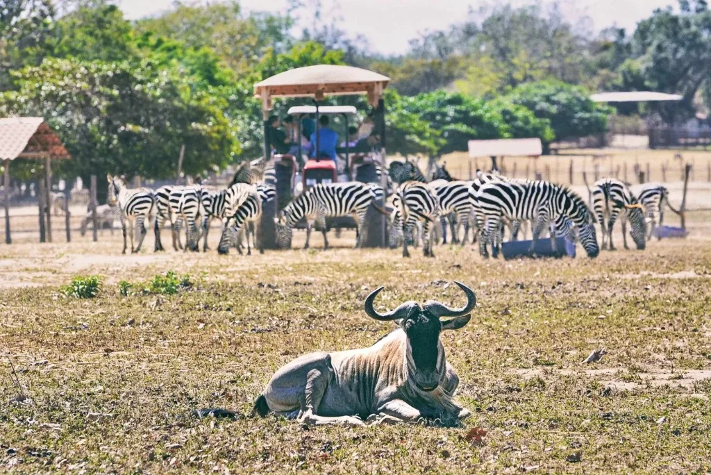 Walking Safari in Kitulo, Ruaha, Mikumi